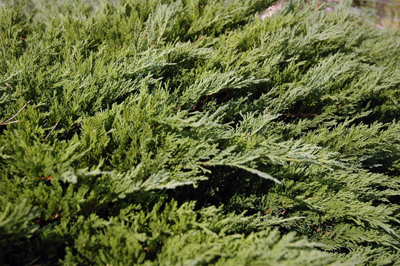 Juniperus scopulorum Prostrata kw_3.jpg